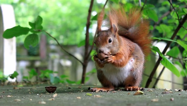 Eichh&ouml;rnchen