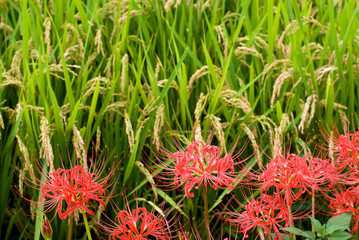 伊勢原のマンジュシャゲの花と稲穂