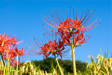 伊勢原のマンジュシャゲの花と空