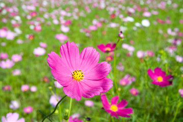 コスモスのお花畑