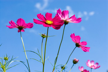 ピンクのコスモスの花と空