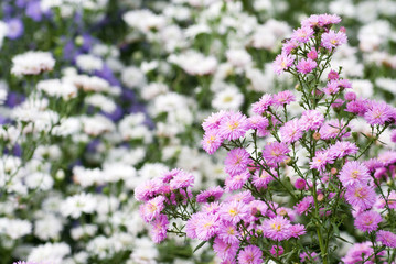 満開のクジャクソウの花