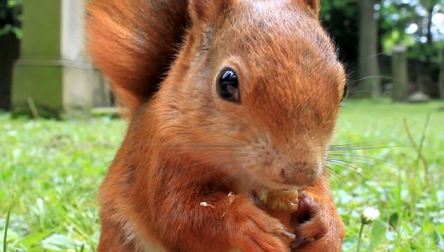 Eichh&ouml;rnchen