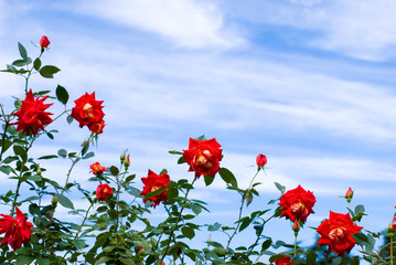 赤いバラの花と空