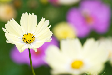 Fototapeta premium 黄色いコスモスの花