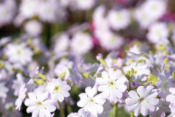 雲南サクラソウの花