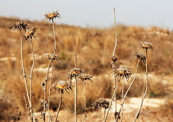 gray faded flower on a background of autumn grass