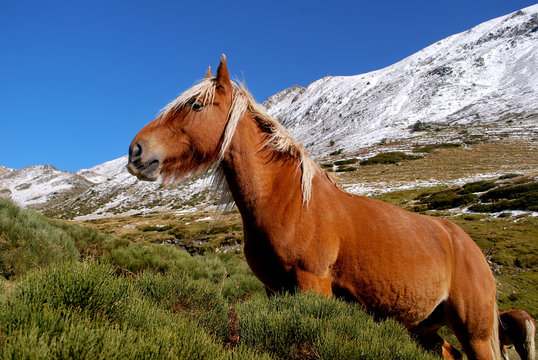 Un cheval en Ariège