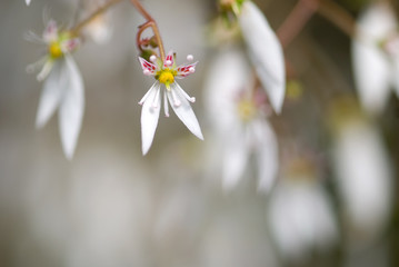 ユキノシタの花のアップ