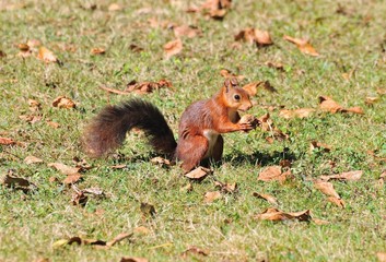 Sciurus vulgaris,Ardilla roja en libertad