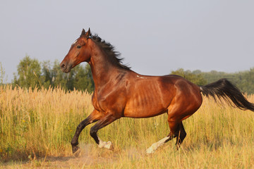 Fototapeta na wymiar beautiful bay horse