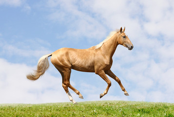 Obraz na płótnie Canvas palomino horse