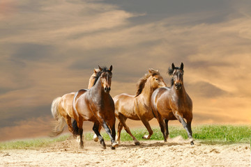 horses in sunset