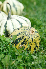 Colorful pumpkins collection on the market