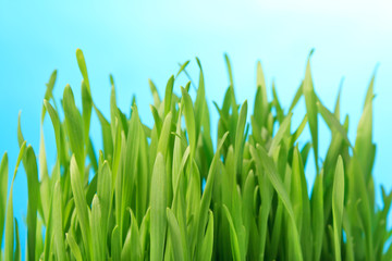 Fototapeta na wymiar close up of light green grass against blue sky