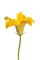 Male Zucchini flower