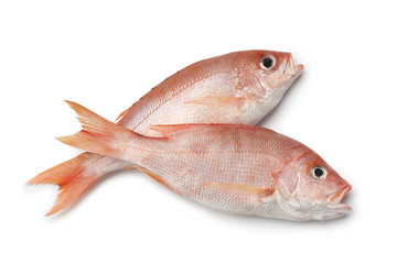 Fresh red snappers