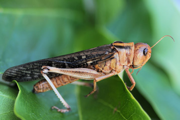 Heuschrecke