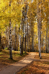 Autumnal scene - forest