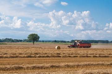 Fototapeta na wymiar combine harvesting ripe wheat on farm field