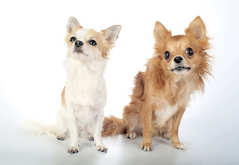 two chihuahua sitting and looking up on white