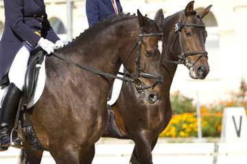 dressage horse