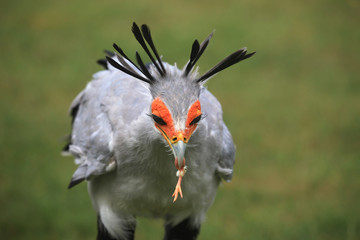 Secretary Bird
