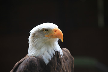 white tailed sea eagle