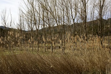 Autumn poplar trees and spikes on early winter fall