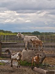 A group of goats on a farm with two goats standing on a rock