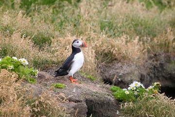 Iceland puffin bird