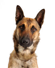 berger belge malinois