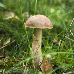 Mashroom