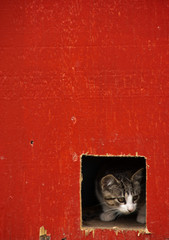 A kitten peers out of a square hole in a red farm building