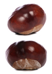 horse-chestnut conkers