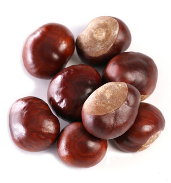 horse-chestnut conkers