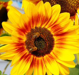 Obraz premium blumen #14