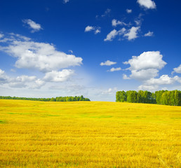 Fototapeta premium Autumn landscape