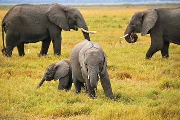 Baby elephants with family