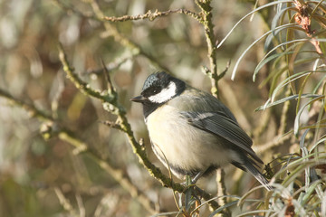 young Great Tit perched in tree