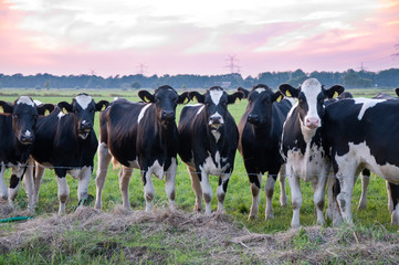 Schwarzbunte Kälber © womue