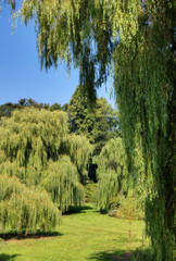 Fototapeta premium Weeping Willows
