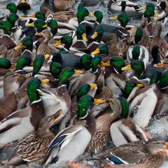 duck square