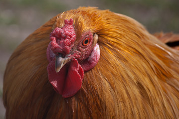 Rooster
