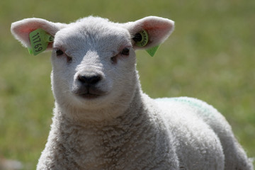 Lamb