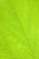 Green Leaf Macro Background, Natural Texture
