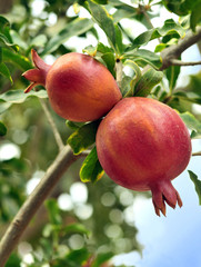 pomegranate close up on tree in a farm garden, Israel
