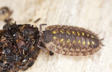Woodlouse feeding on bird droppings. Macro photo.