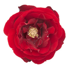 red rose with clipping path