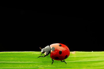 ladybug isolated on black
